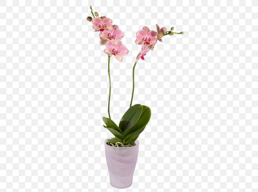 Cut Flowers Moth Orchids Plant, PNG, 500x611px, Flower, Artificial Flower, Cattleya, Cattleya Orchids, Color Download Free
