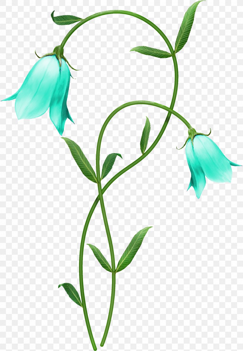 Flower Flowering Plant Plant Pedicel Plant Stem, PNG, 1731x2503px, Flower, Bellflower, Bellflower Family, Flowering Plant, Leaf Download Free