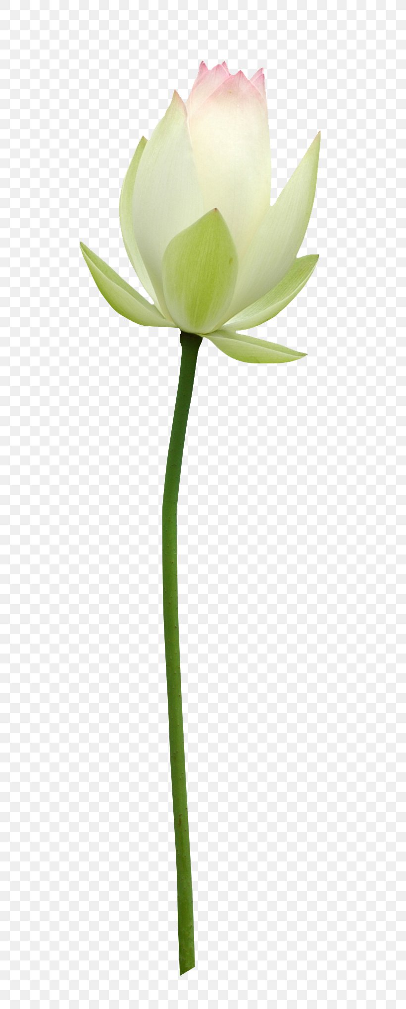 Nelumbo Nucifera Flower Clip Art, PNG, 712x2038px, Nelumbo Nucifera, Bud, Cut Flowers, Flower, Flowering Plant Download Free