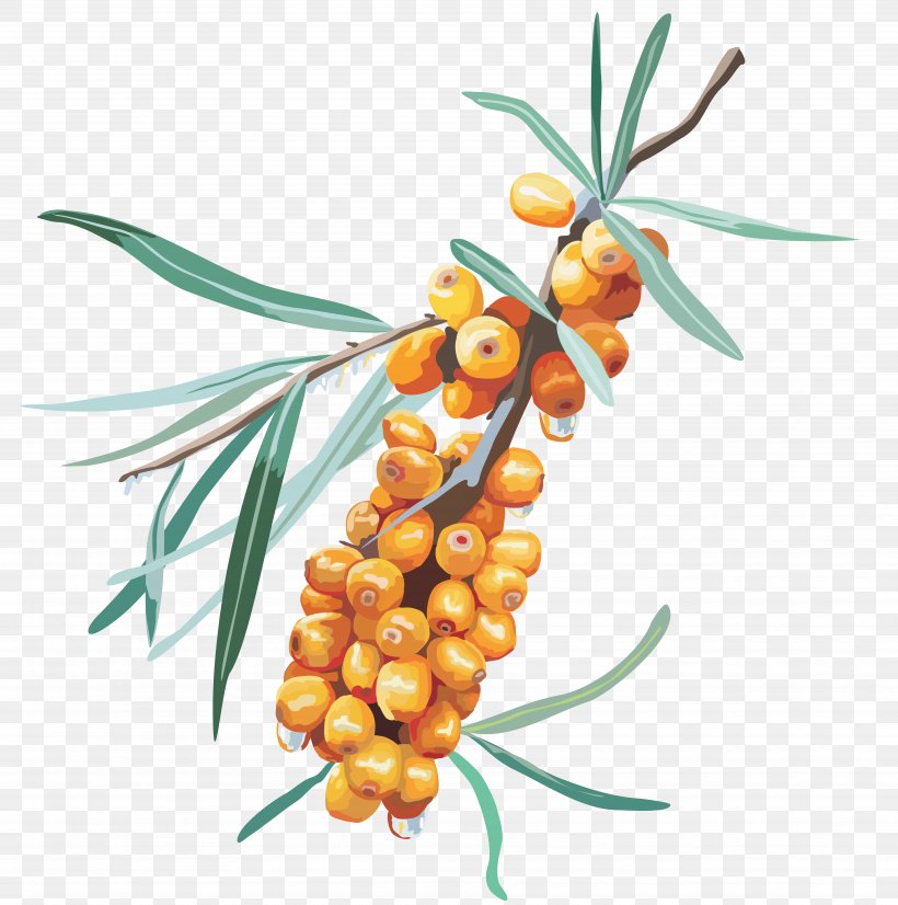 PhotoScape Icon, PNG, 7444x7500px, Sea Buckthorns, Auglis, Berry, Branch, Food Download Free