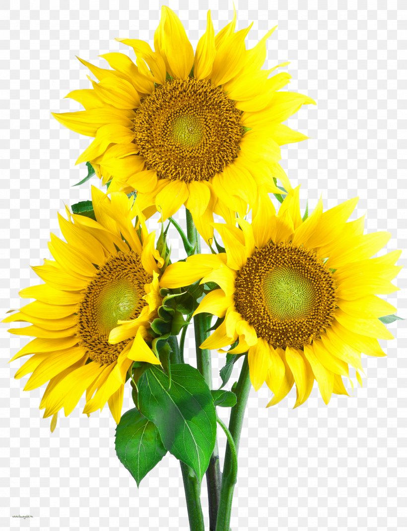 Clip Art Common Sunflower Download, PNG, 2086x2718px, Common Sunflower, Annual Plant, Cut Flowers, Daisy Family, Data Download Free