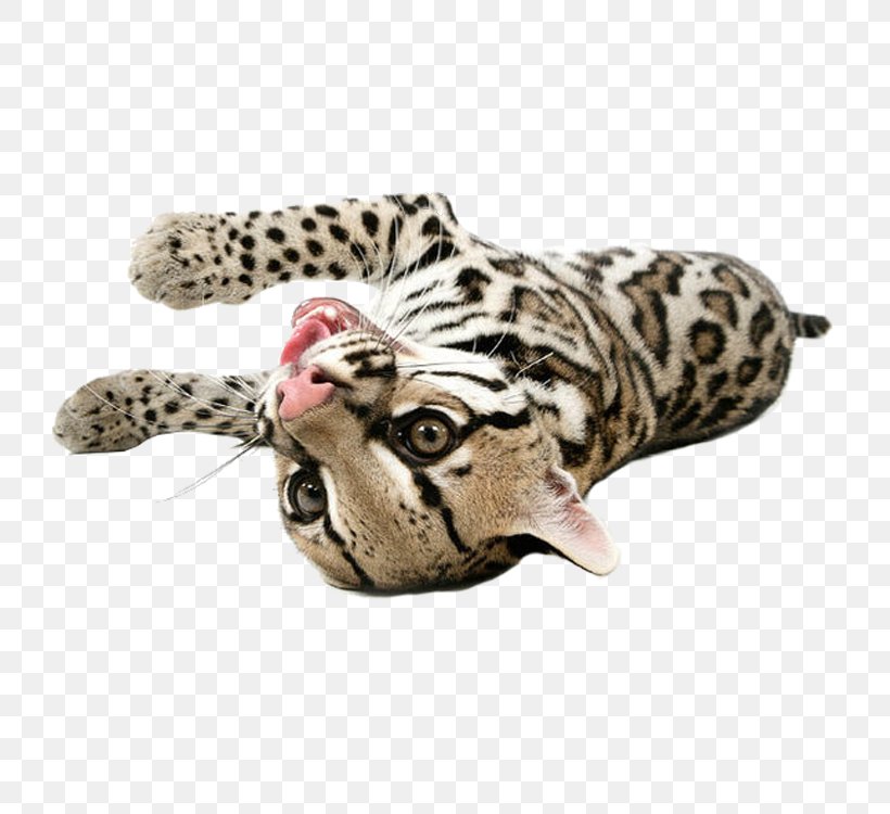 Bengal Cat Ocelot Lion Leopard Big Cat, PNG, 750x750px, Ocelot, Animal, Bengal Tiger, Big Cat, Big Cats Download Free