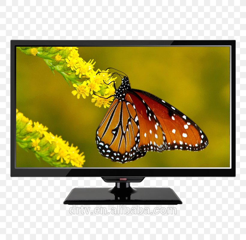 Desktop Wallpaper Butterfly High-definition Television 1080p Display Resolution, PNG, 800x800px, Butterfly, Brush Footed Butterfly, Computer Monitor, Display Device, Display Resolution Download Free