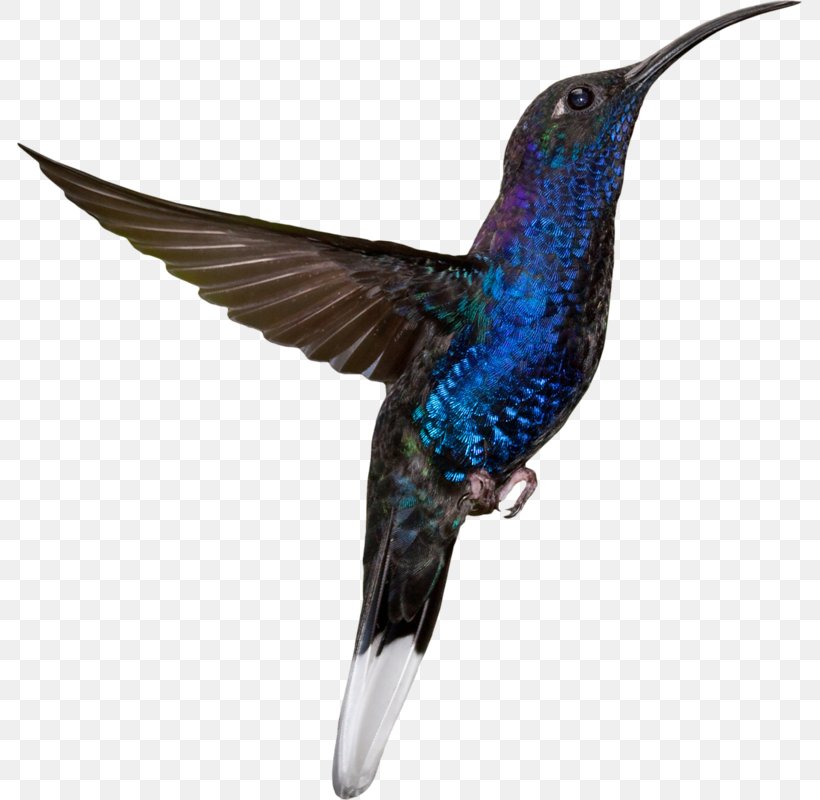 Hummingbird Sky Blue Photography, PNG, 785x800px, Hummingbird, Animal, Beak, Bird, Blue Download Free