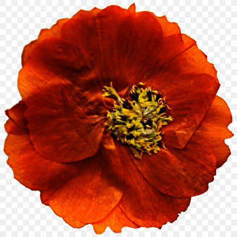Mexican Marigold Flower Poppy Annual Plant Clip Art, PNG, 893x894px, Mexican Marigold, Annual Plant, Cut Flowers, Flower, Information Download Free
