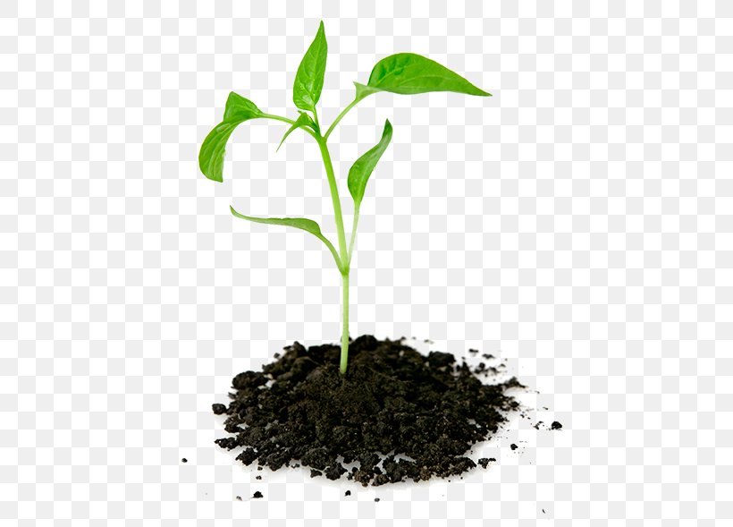 Plant Seedling Pletivo, PNG, 453x589px, Plant, Herb, Information, Internet Media Type, Leaf Download Free
