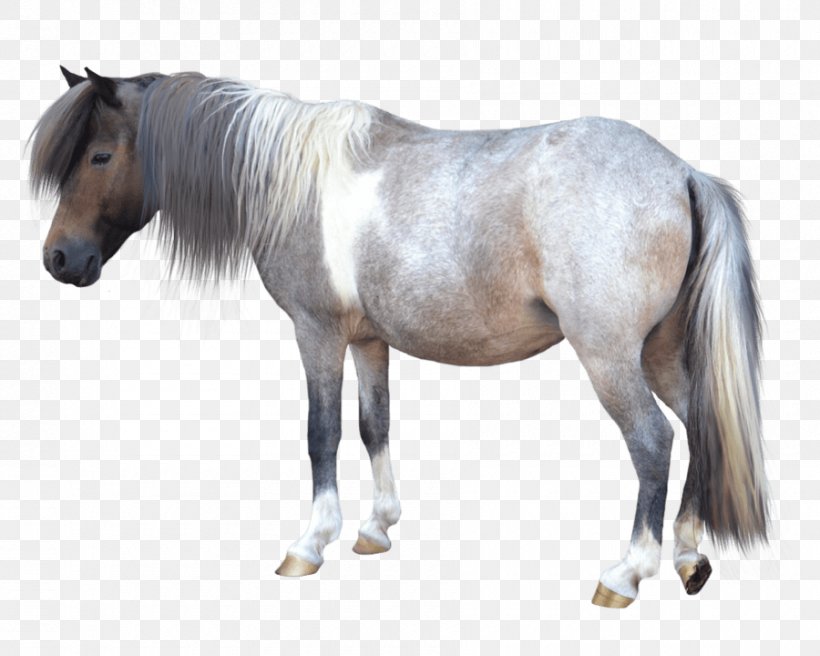 Shetland Pony American Miniature Horse, PNG, 900x720px, Pony, American Miniature Horse, Horse, Horse Like Mammal, Horse Supplies Download Free