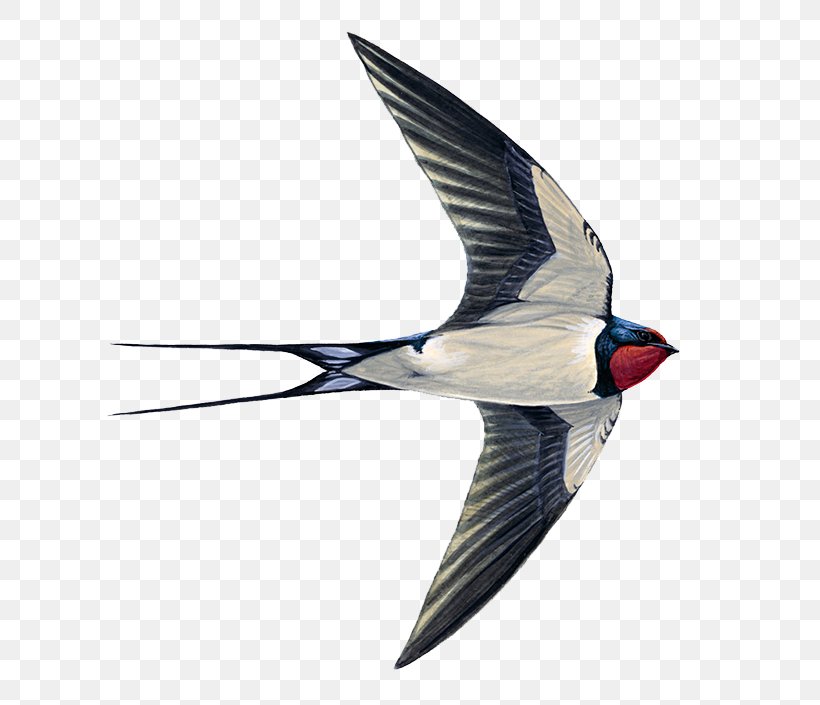 Edible Bird's Nest Swallow Swifts Common Swift, PNG, 800x705px, Bird, Aerodramus, Apodiformes, Barn Swallow, Beak Download Free