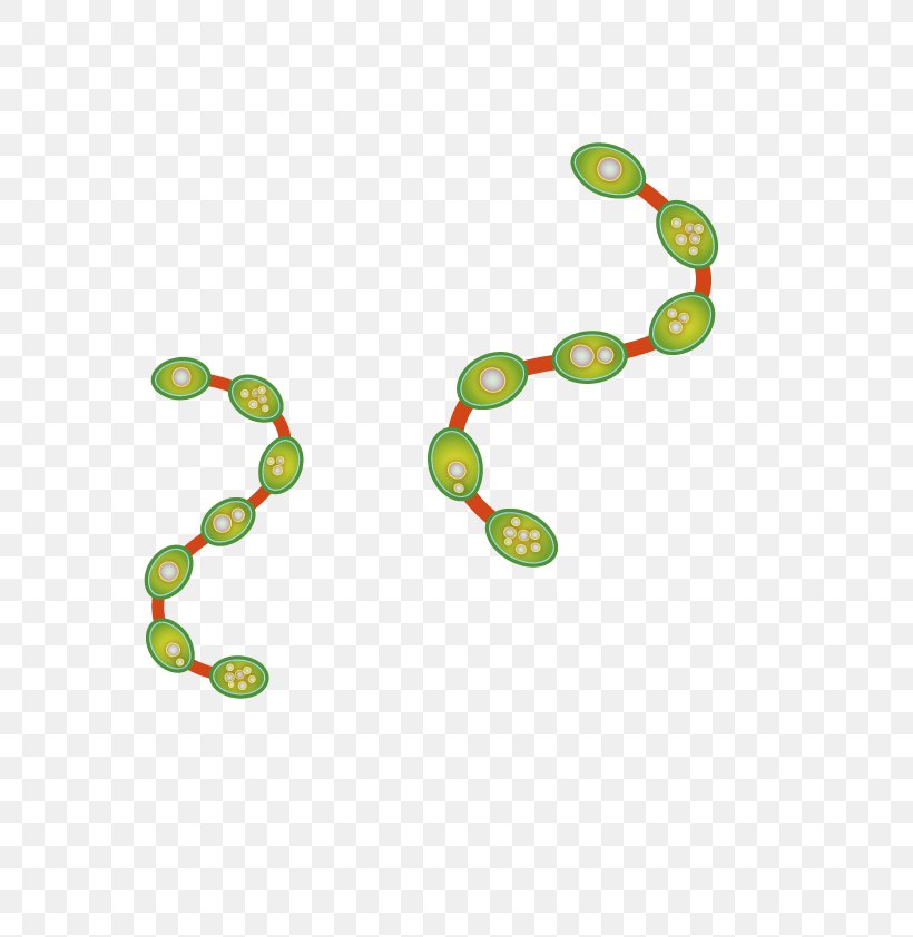 Euclidean Vector, PNG, 800x842px, Computer Graphics, Area, Bacteria, Body Jewelry, Flora Download Free