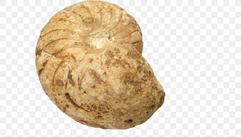 Fossil Rock Seashell Sea Snail, PNG, 585x466px, Fossil, Artifact, Conch, Egg Fossil, Metamorphic Rock Download Free