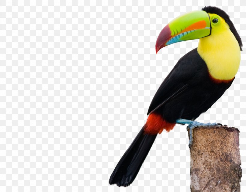 Keel-billed Toucan Toco Toucan Channel-billed Toucan Bird Collared Aracari, PNG, 950x743px, Keelbilled Toucan, Aracari, Beak, Bird, Blackbilled Mountain Toucan Download Free