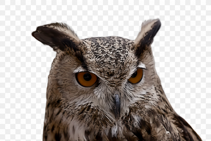 Owl Bird Western Screech Owl Bird Of Prey Eastern Screech Owl, PNG, 2448x1632px, Owl, Beak, Bird, Bird Of Prey, Eastern Screech Owl Download Free