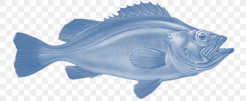Rose Fish Northern Red Snapper Redfish Fishing, PNG, 752x338px, Fish, Animal Figure, Atlantic Cod, Fin, Fish Products Download Free