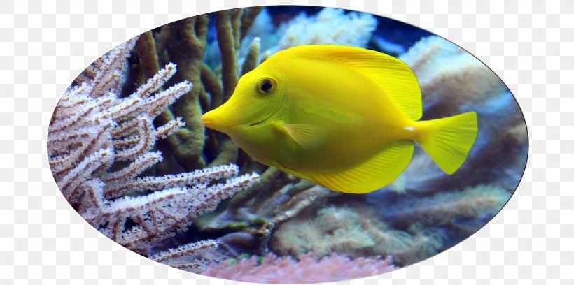 Sea Life Sunshine Coast Fish Hotel Public Aquarium, PNG, 1500x747px, Sea Life Sunshine Coast, Aquarium, Australia, Beak, Boutique Hotel Download Free