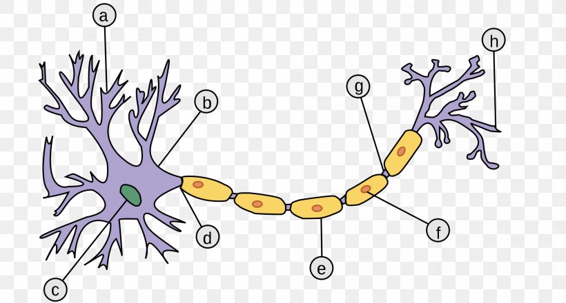 Sensory Neuron Axon Pseudounipolar Neuron Myelin, PNG, 2000x1075px, Neuron, Area, Art, Artwork, Axon Download Free