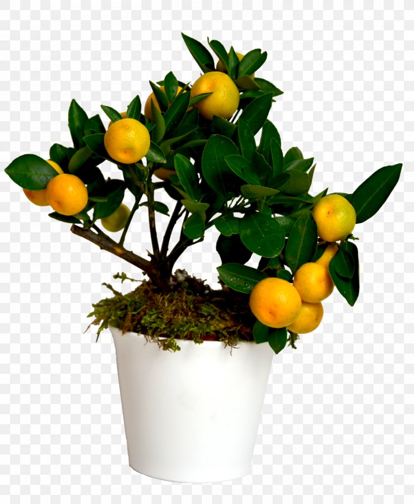 Citrus Fruit Tree Seedling, PNG, 1500x1827px, Citrus, Branch, Bulb, Calamondin, Cut Flowers Download Free