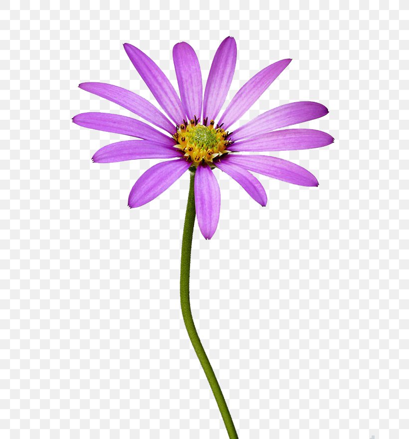Common Daisy Stock Photography Flower, PNG, 683x880px, Common Daisy, Aster, Chrysanths, Cosmos, Dahlia Download Free