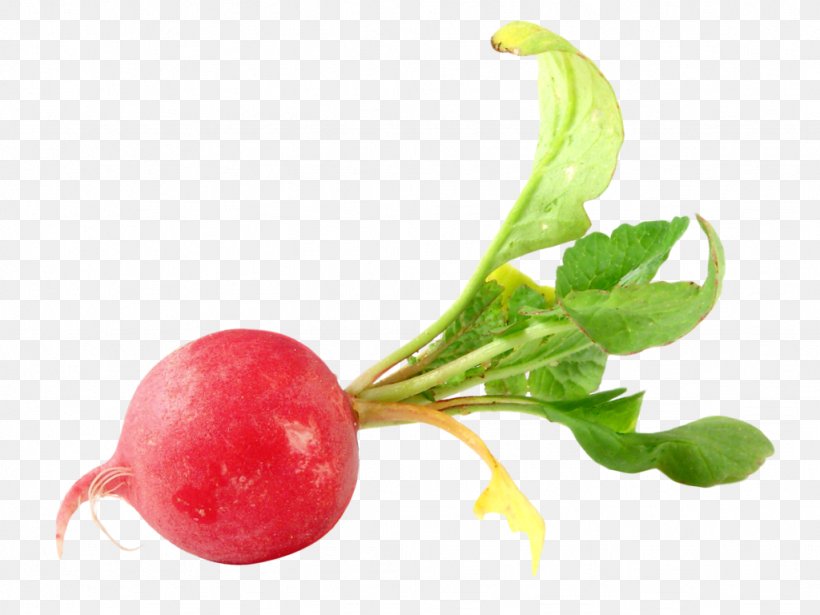 Daikon Vegetable Clip Art Food, PNG, 1024x768px, Daikon, Beet, Beetroot, Black Spanish Radish, Carrot Download Free