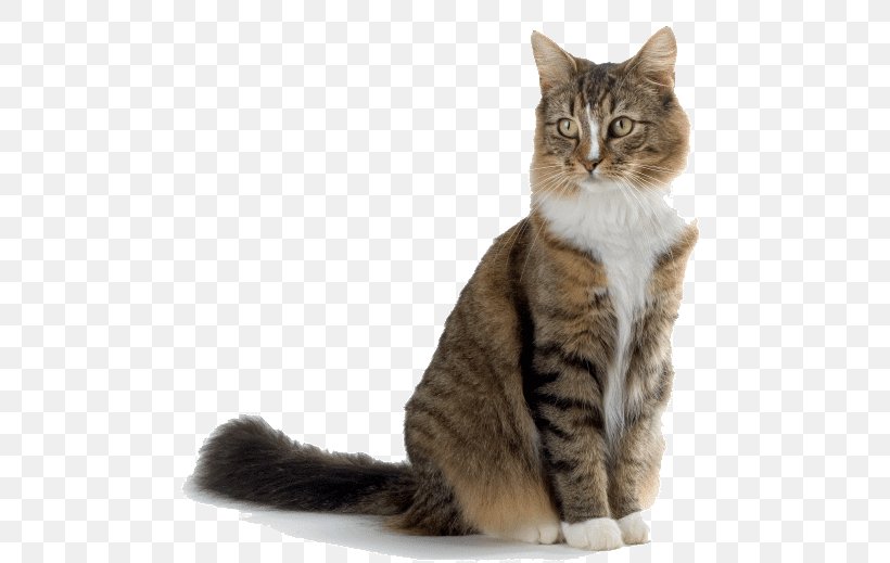 Dog Maine Coon Pet Siberian Cat Veterinarian, PNG, 510x519px, Dog, Aegean Cat, American Wirehair, Breed, California Spangled Download Free
