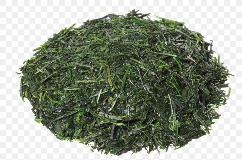 White Tea Gyokuro Green Tea Parsley, PNG, 800x542px, Tea, Aonori, Assam Tea, Baihao Yinzhen, Bancha Download Free