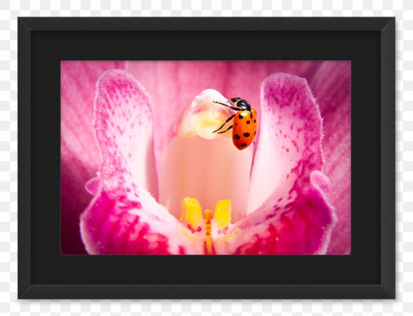 Insect Desktop Wallpaper Picture Frames Computer, PNG, 1000x765px, Insect, Computer, Flower, Flowering Plant, Magenta Download Free