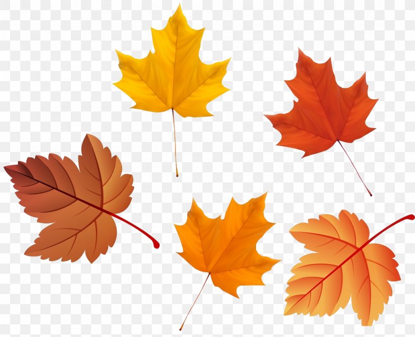 Maple Leaf Autumn Deciduous, PNG, 1024x831px, Maple Leaf, Autumn, Deciduous, Gold, Leaf Download Free