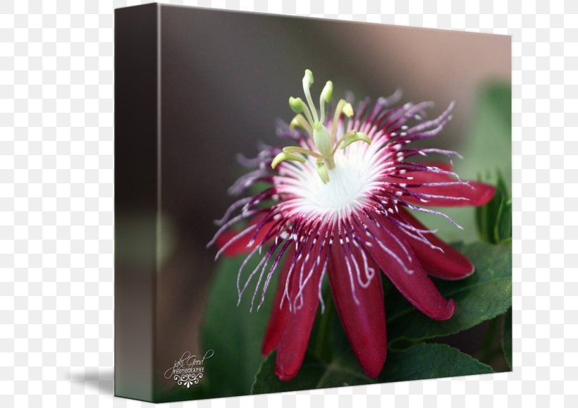 Passion Flower, PNG, 650x579px, Passion Flower, Flora, Flower, Flowering Plant, Passion Flower Family Download Free