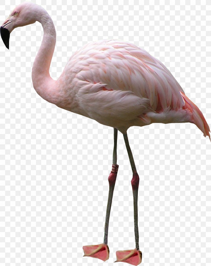 Flamingo Display Resolution Clip Art, PNG, 1480x1864px, Flamingo, Beak, Bird, Display Resolution, Image File Formats Download Free