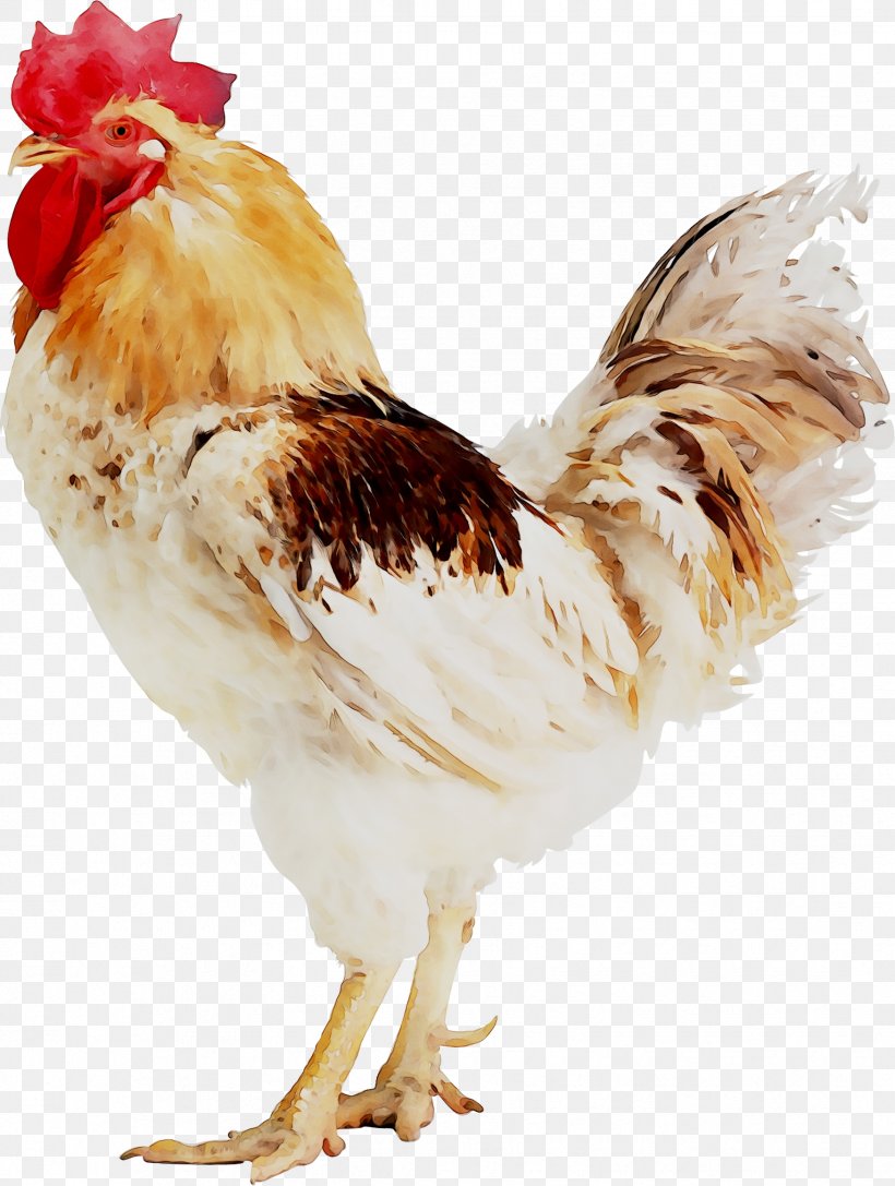 Chicken Broiler Rooster Poultry Egg, PNG, 1749x2320px, Chicken, Avian Influenza, Bauernhof, Beak, Bird Download Free