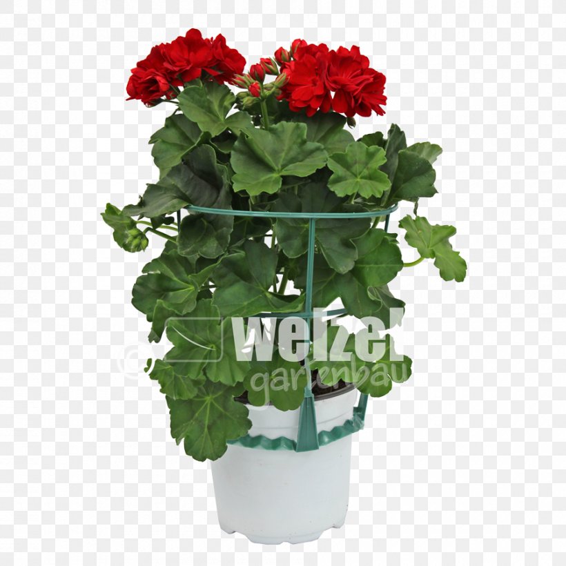 Crane's-bill Ivy Geranium Flowerpot Bedding Houseplant, PNG, 900x900px, Ivy Geranium, Annual Plant, Artificial Flower, Bedding, Calibrachoa Download Free