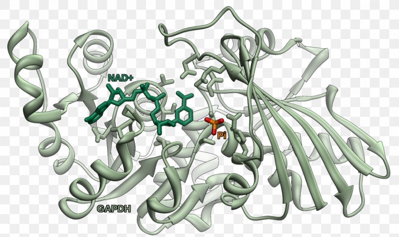 Glyceraldehyde 3-phosphate Dehydrogenase Active Site Glycolysis Enzyme, PNG, 1200x713px, Active Site, Aldehyde, Art, Artwork, Biochemistry Download Free