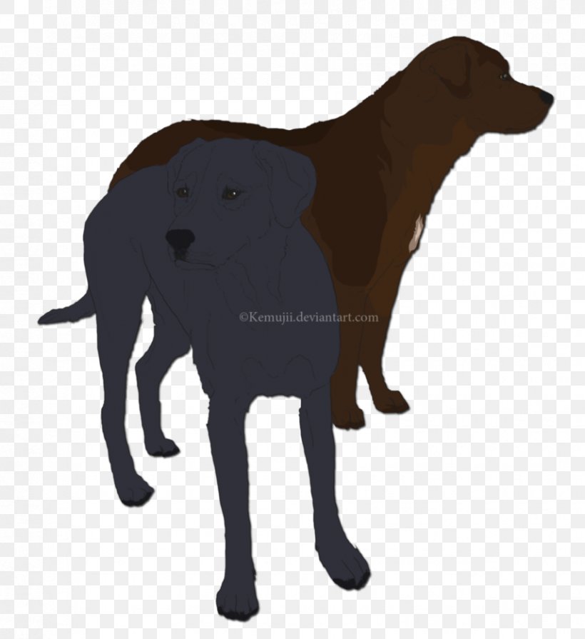Labrador Retriever Flat-Coated Retriever Dog Breed Snout, PNG, 855x934px, Labrador Retriever, Breed, Carnivoran, Dog, Dog Breed Download Free