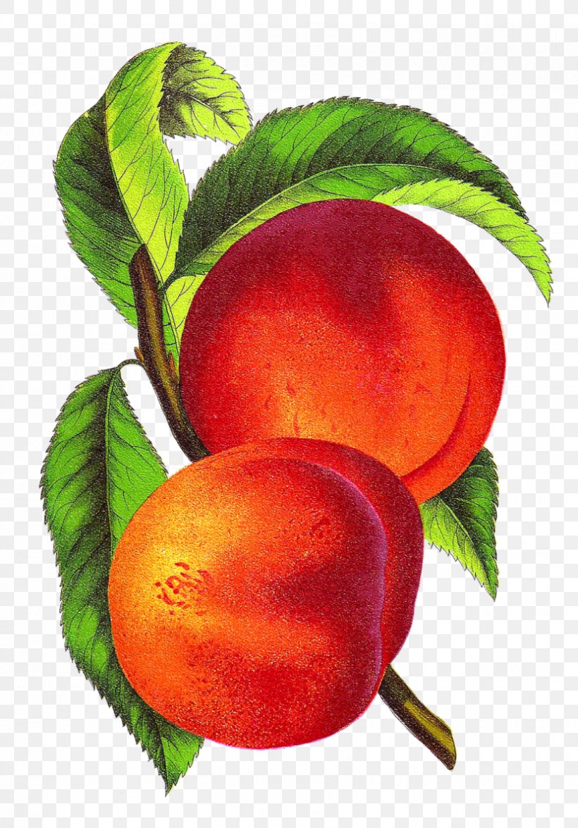 Nectarine Drawing Clip Art, PNG, 830x1190px, Nectarine, Art, Beet, Drawing, Food Download Free