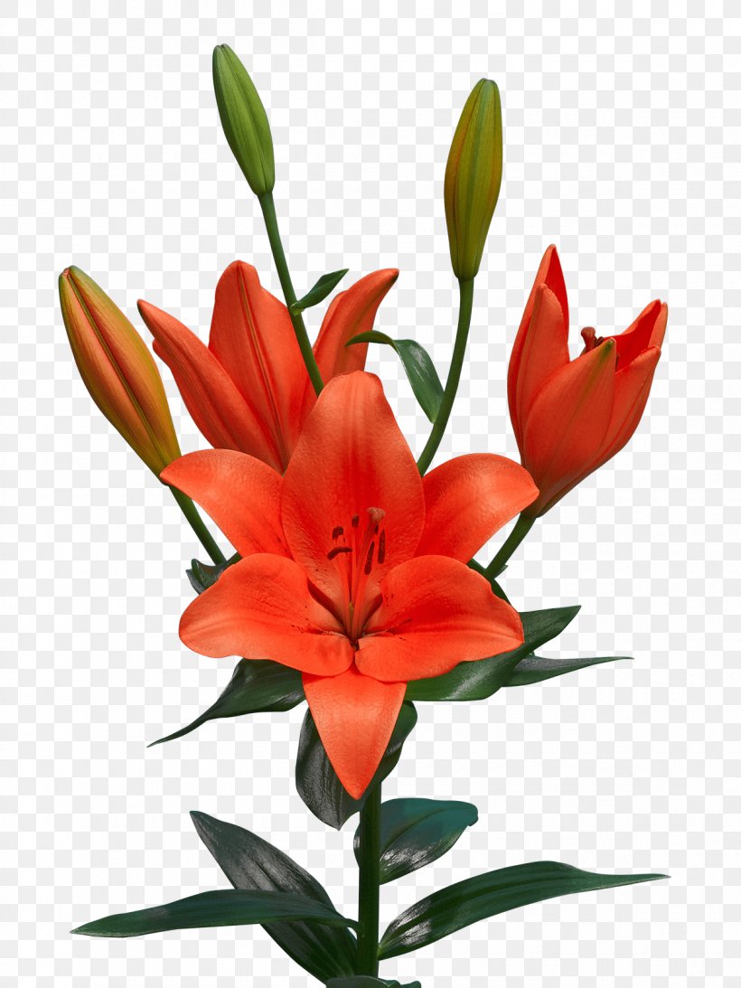 Orange Lily Sunderland A.F.C. Bulb Cut Flowers Tulip, PNG, 1200x1600px, Orange Lily, Bud, Bulb, Bulbs And Tubers, Cut Flowers Download Free