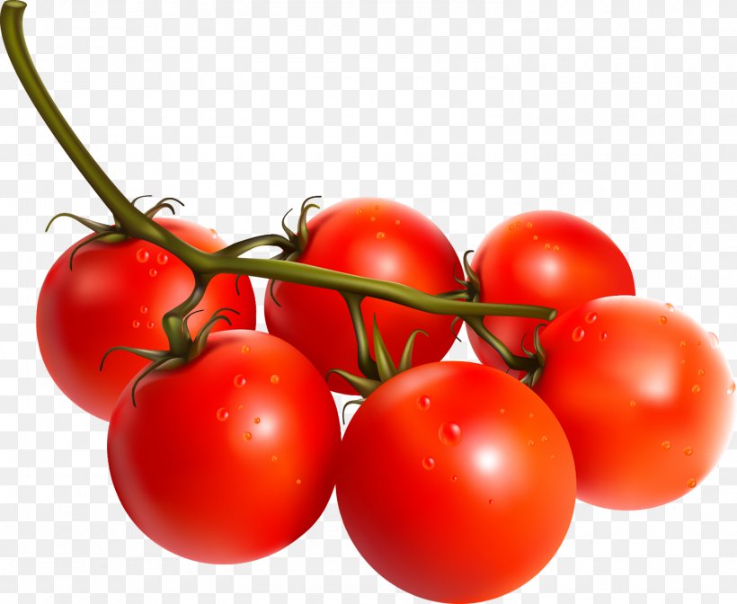 Plum Tomato Bush Tomato Vegetarian Cuisine Wheat Germ Oil Vegetable, PNG, 1500x1231px, Plum Tomato, Bush Tomato, Cherries, Cherry, Cherry Tomato Download Free