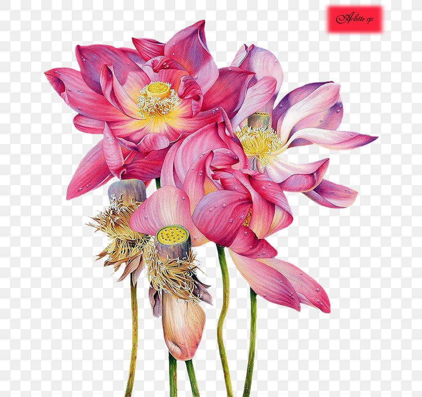 Sacred Lotus Watercolor Painting Artist Illustrator, PNG, 700x772px, Sacred Lotus, Annual Plant, Art, Artist, Botanical Illustrator Download Free