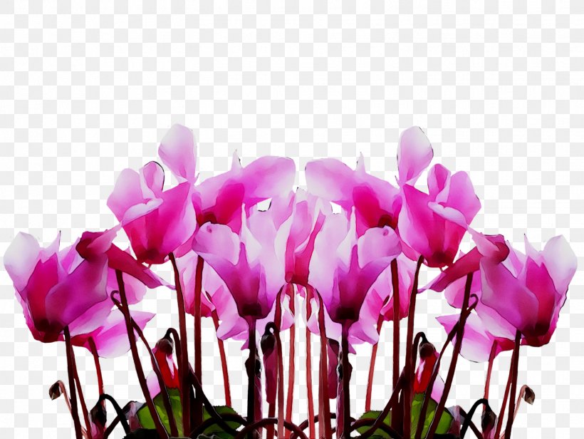 Tango West Ltd Mother's Day Image Portable Network Graphics, PNG, 1522x1145px, 2018, Mothers Day, Cut Flowers, Cyclamen, Flower Download Free