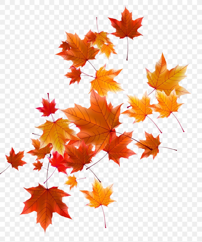 Autumn Leaf, PNG, 1353x1621px, Maple Leaf, Autumn, Coreldraw, Deciduous, Flowering Plant Download Free