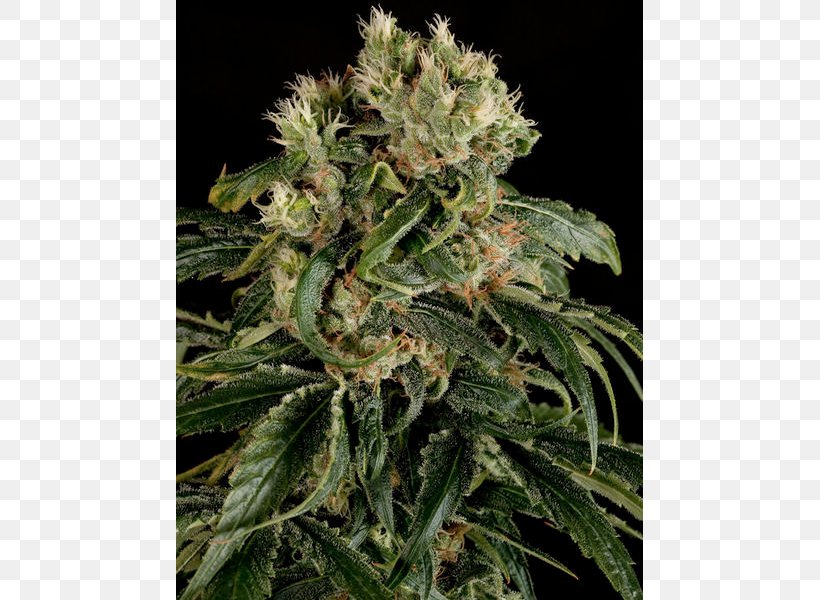 Cannabis Sativa Seed Skunk Cannabis Cultivation, PNG, 600x600px, Cannabis Sativa, Cannabidiol, Cannabis, Cannabis Cultivation, Cultivar Download Free