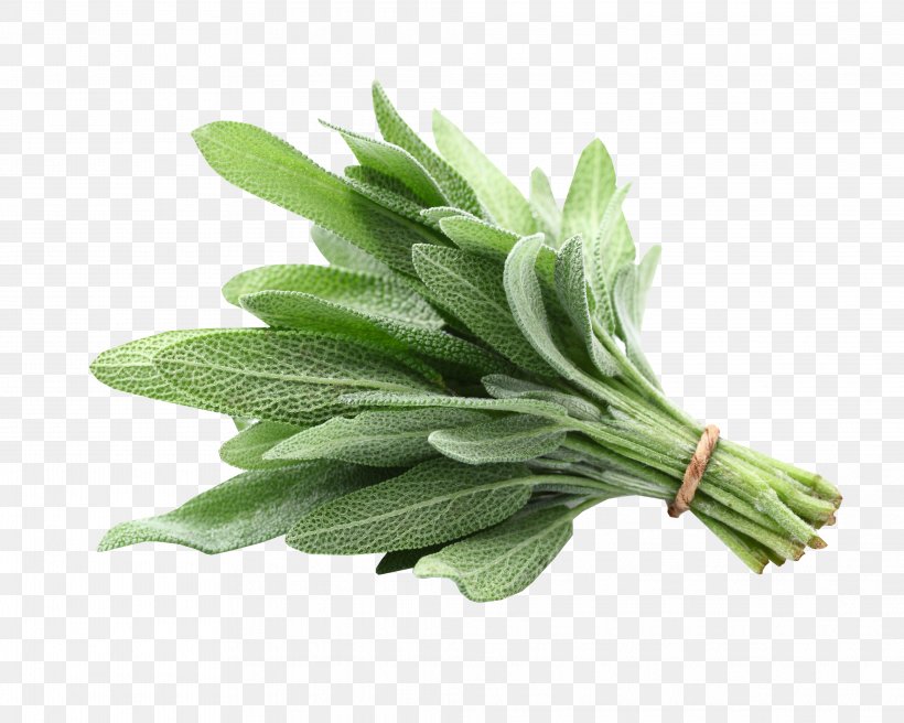 Common Sage Sage Of The Diviners White Sage Herbaceous Plant Fines Herbes, PNG, 4051x3241px, Common Sage, Condiment, Fines Herbes, Flower, Grass Download Free