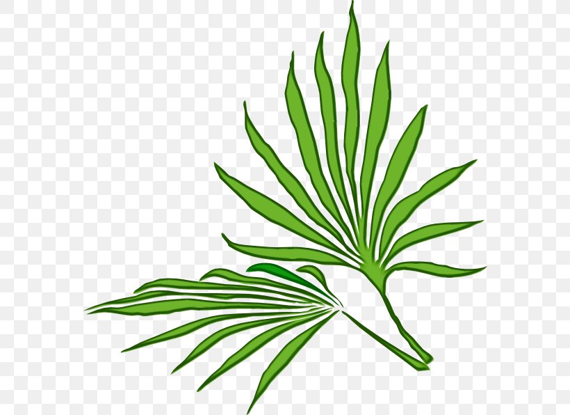 Leaf Plant Flower Grass Tree, PNG, 582x596px, Watercolor, Flower, Flowering Plant, Grass, Herb Download Free