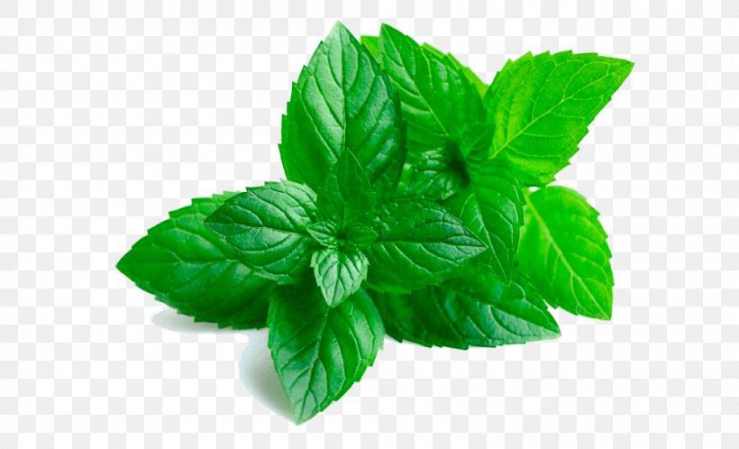 Peppermint Extract Oil Mentha Spicata, PNG, 1000x608px, Peppermint, Basil, Bottle, Essential Oil, Extract Download Free