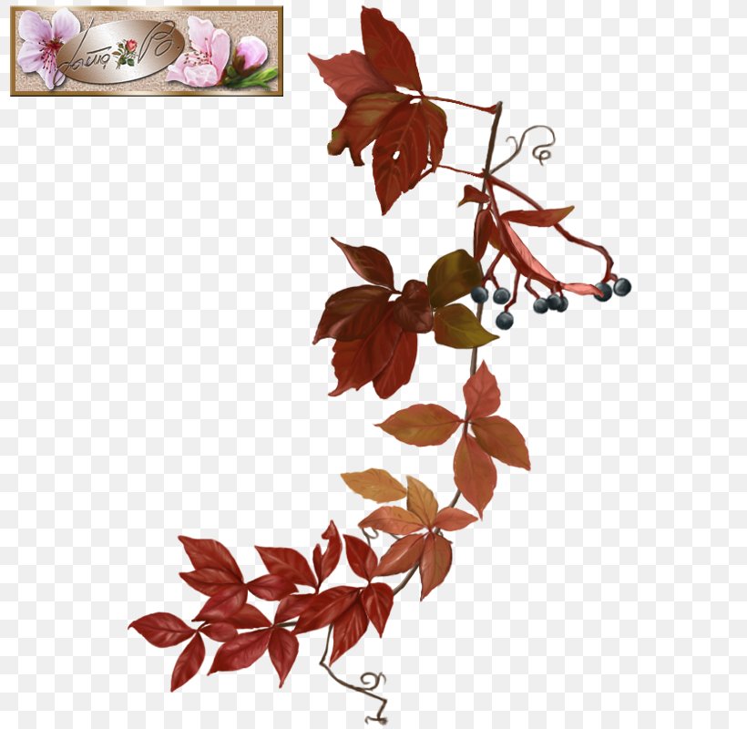 Petal Leaf Twig, PNG, 800x800px, Petal, Branch, Flower, Leaf, Plant Download Free