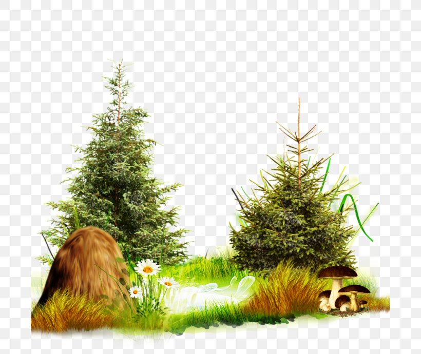 Christmas Tree Christmas Day New Year Tree Spruce Fir, PNG, 699x690px, Christmas Tree, Christmas, Christmas Day, Christmas Decoration, Christmas Ornament Download Free