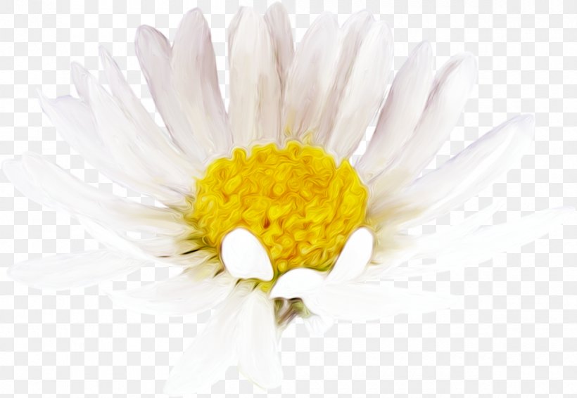 Common Daisy Oxeye Daisy Chrysanthemum Roman Chamomile Cut Flowers, PNG, 1200x829px, Common Daisy, Aster, Chamaemelum Nobile, Chamomiles, Chrysanthemum Download Free