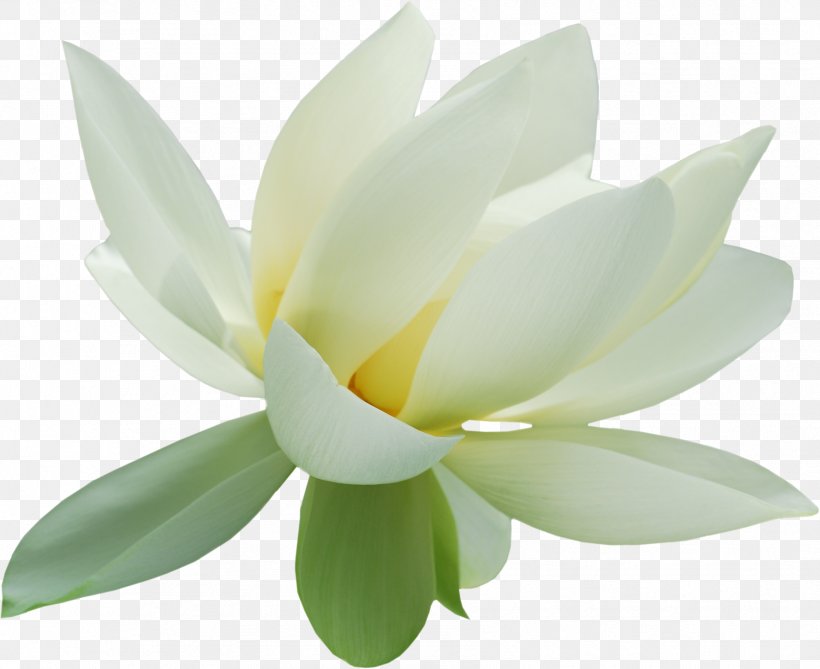 Nelumbo Nucifera Raster Graphics Мама-мамочка Wix.com Clip Art, PNG, 1777x1451px, Nelumbo Nucifera, Aquatic Plant, Drawing, Flower, Flowering Plant Download Free