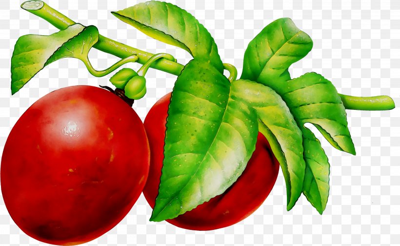 Fruit Clip Art Avocado Grape, PNG, 2809x1729px, Fruit, Avocado, Berries, Cherry Tomato, Common Plum Download Free
