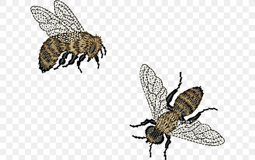 Bumblebee, PNG, 626x516px, Honey Bee, Apidae, Bee Pollen, Beehive, Bees Download Free