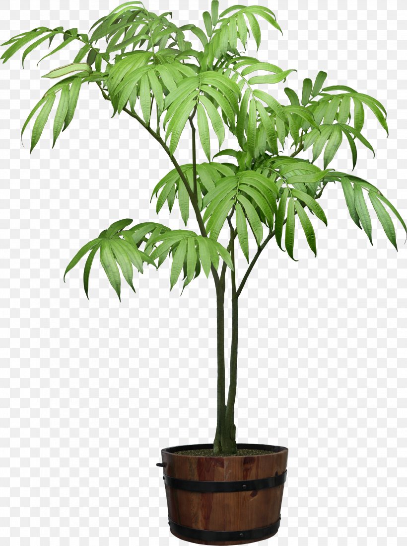 Houseplant Tree Clip Art, PNG, 2935x3931px, Houseplant, Arecales, Digital Image, Flowerpot, Ornamental Plant Download Free