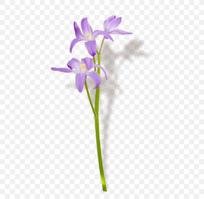 Name Day Violet Cut Flowers Holiday Plant Stem, PNG, 532x800px, 2017, Name Day, Cut Flowers, Flora, Flower Download Free